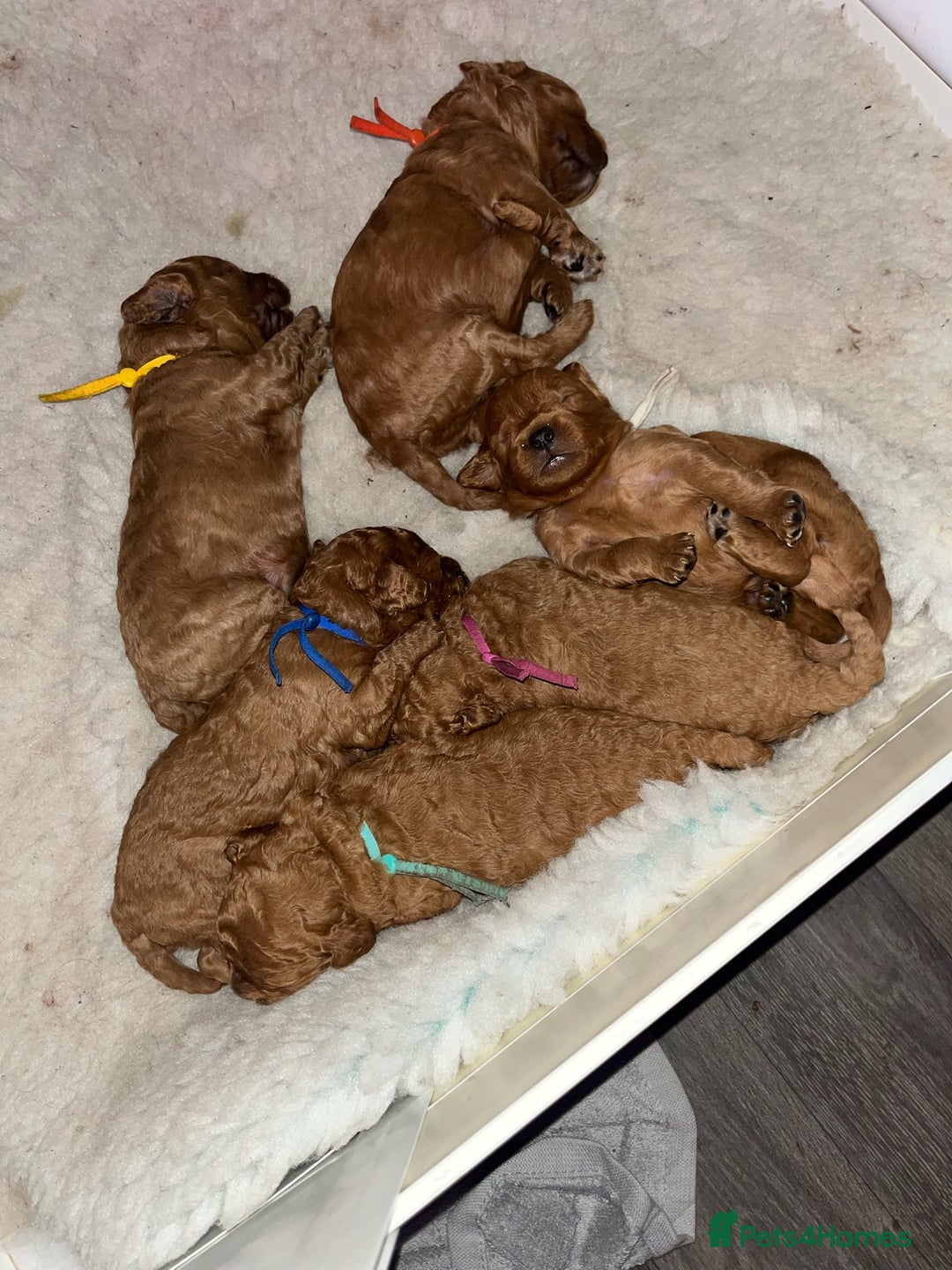 Cavapoo dogs for sale: Playful, affectionate, red Cavapoo puppies  - Image 27