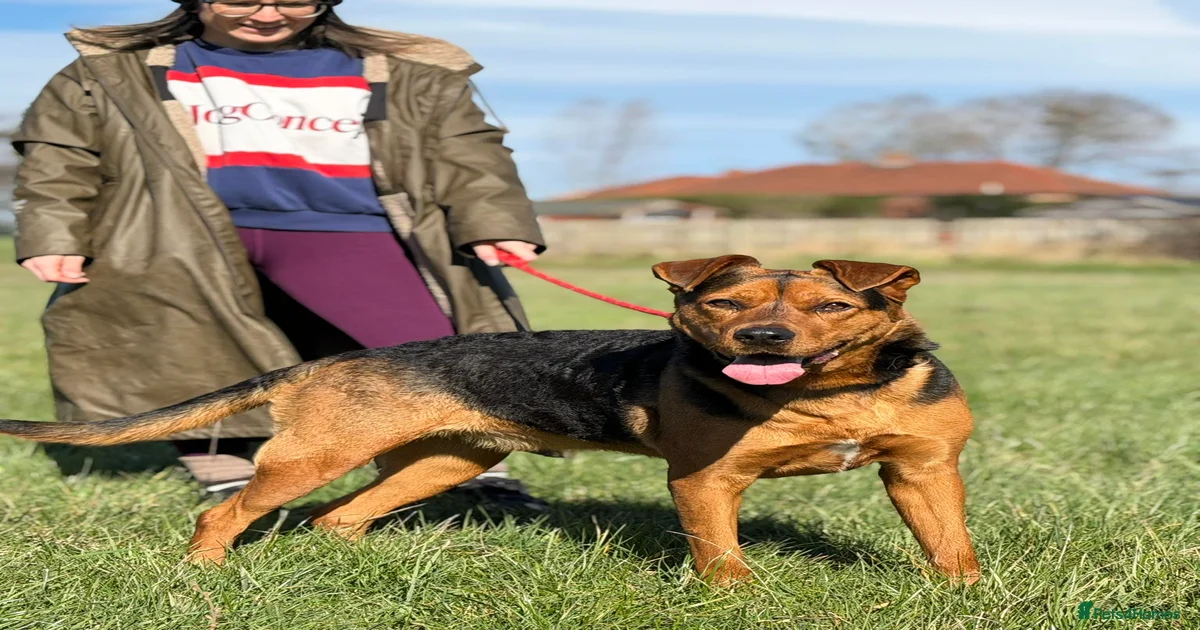 Dogs For Rehoming Tyne And Wear