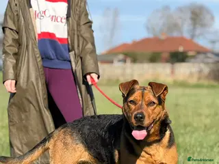 Mixed Breed dogs STEPH - 6 years old, Lovable, Large Rottie Mix - Advert 1