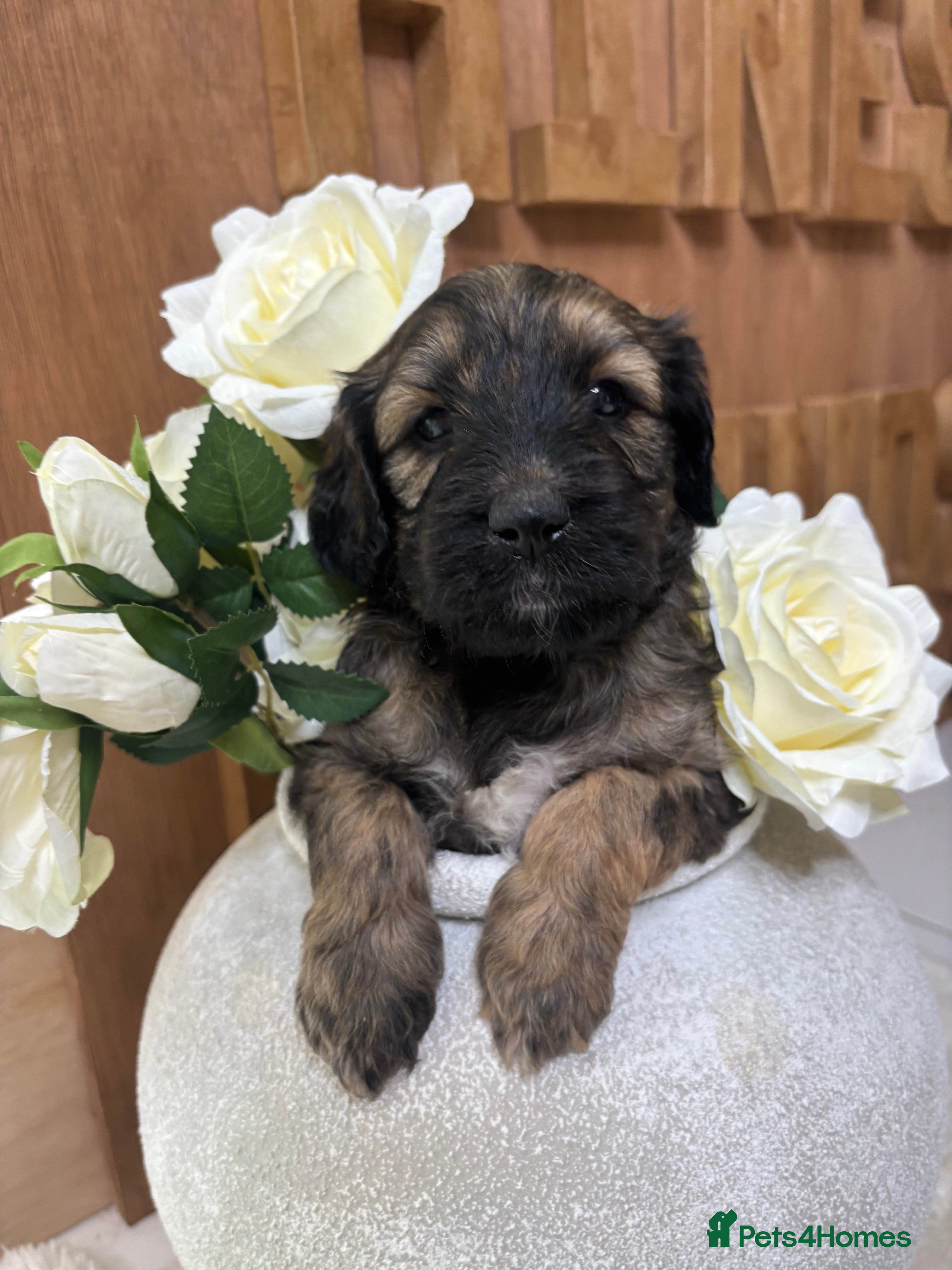 Goldendoodle dogs Beautiful f2b Golden doodles for sale  - Advert 2