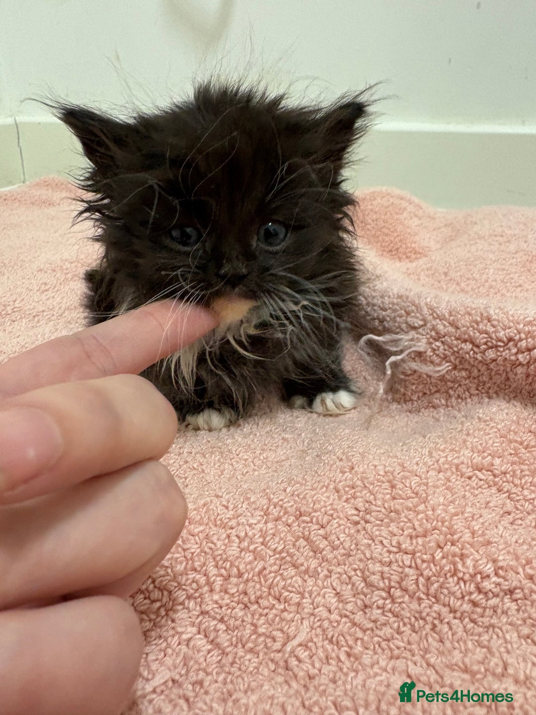 Munchkin cats for sale: Munchkin kittens  - Advert 4