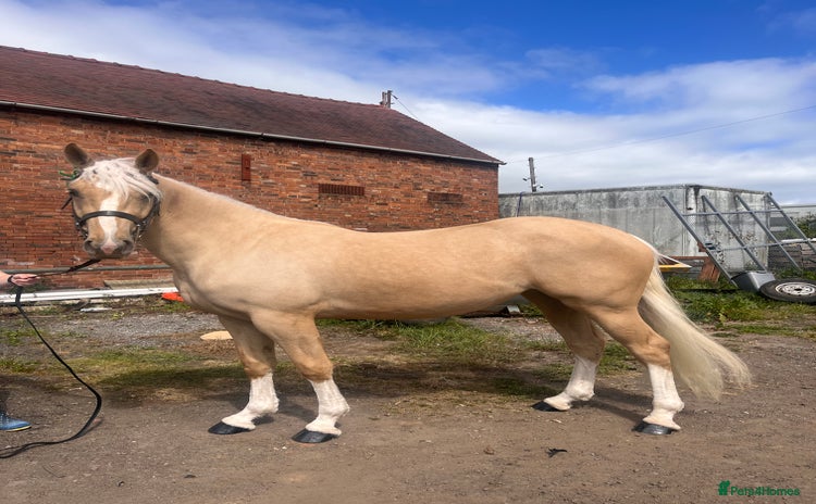Welsh Section D horses - Advert 2