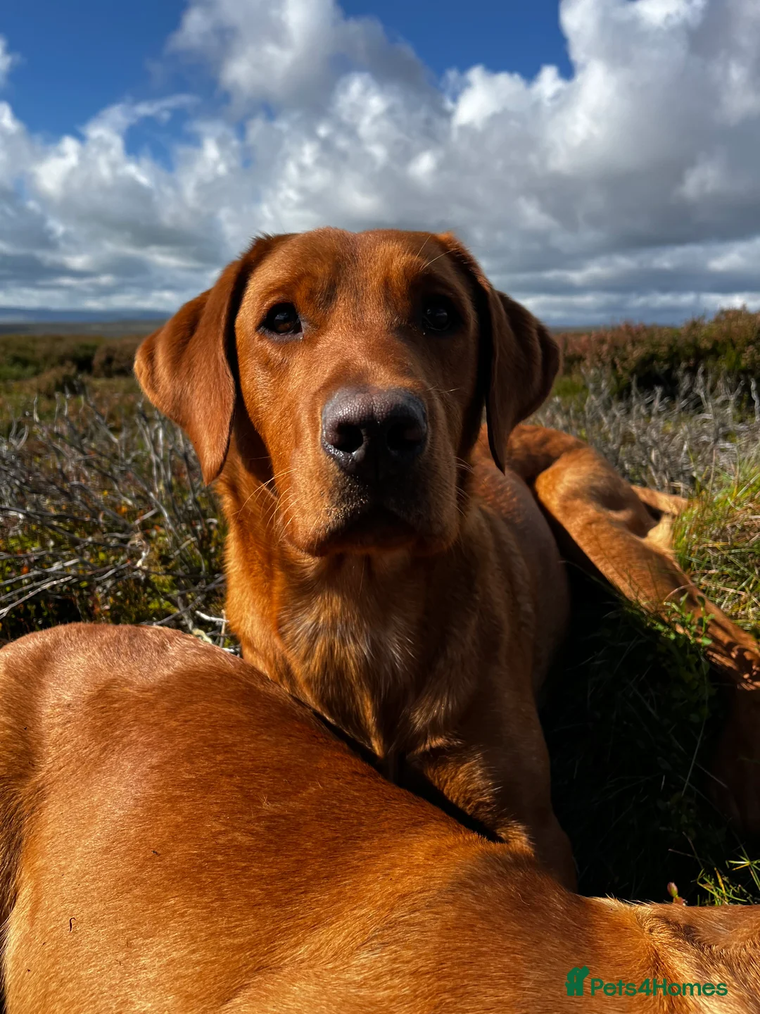 Labrador Retriever dogs for stud: ✨PROVEN FULLY HEALTH TESTED WORKING RED LABRADOR✨ in Hawes - Advert 20