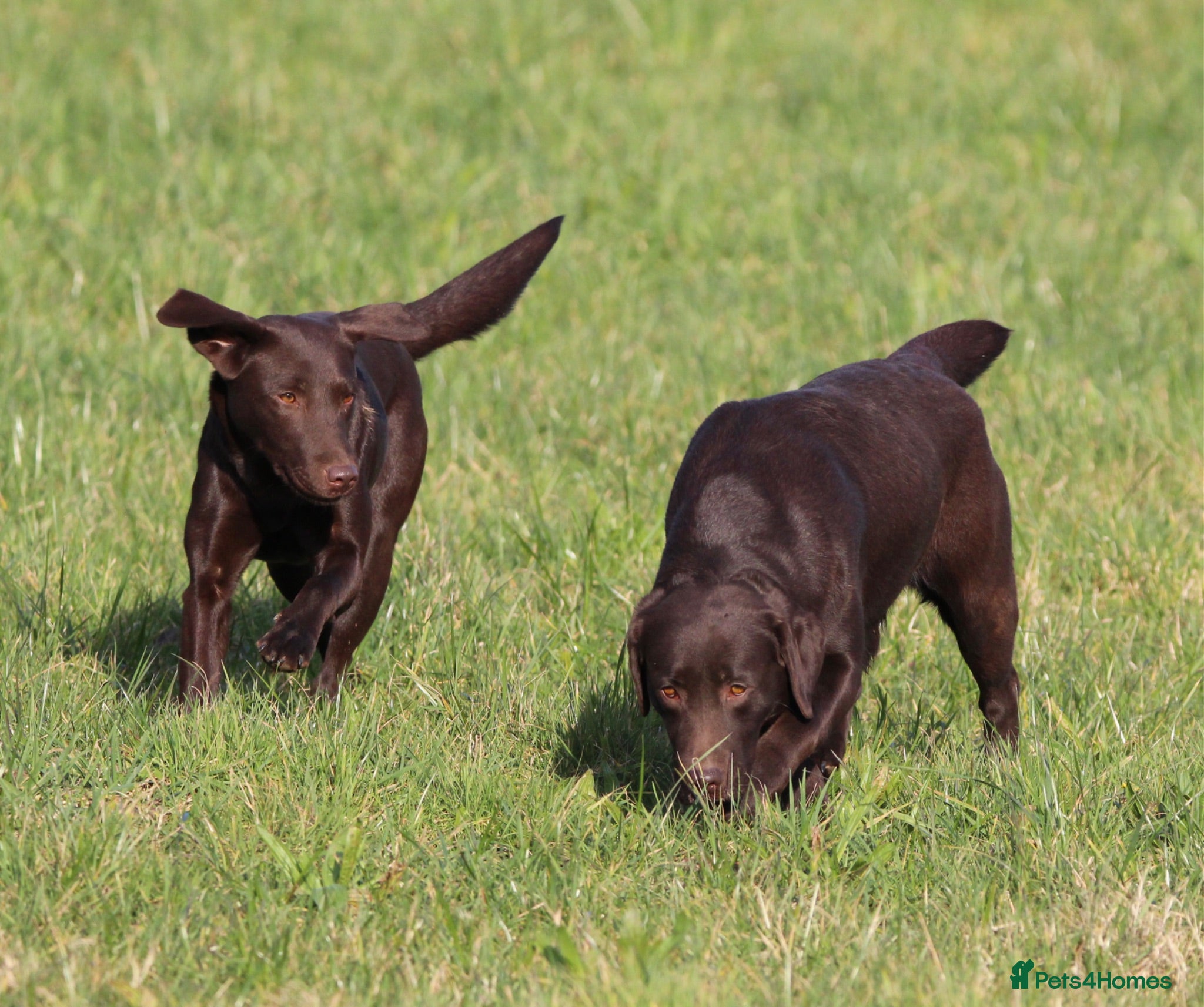 Labrador Retriever dogs Fully Health Tested Chocolate Labrador  - Advert 2
