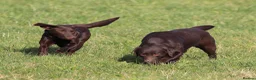 Labrador Retriever dogs for sale: Fully Health Tested Chocolate Labrador  - Advert 3