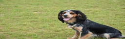 Cocker Spaniel dogs for stud: Health tested KC working cocker spaniel  - Advert 2