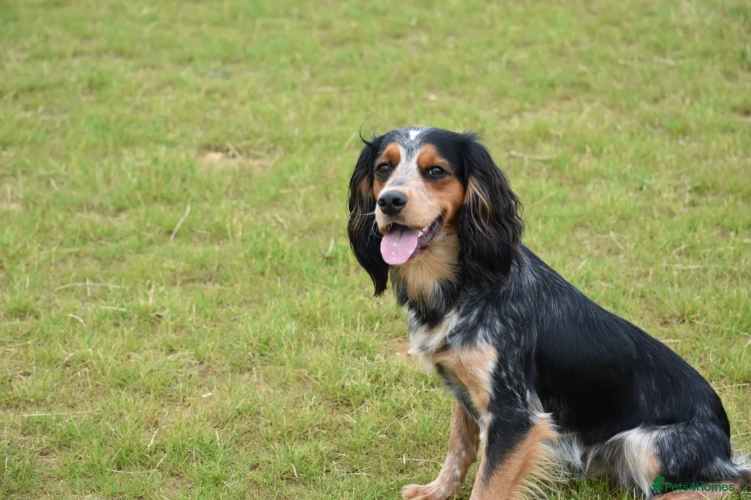 Cocker Spaniel dogs for stud: Health tested KC working cocker spaniel  - Advert 2
