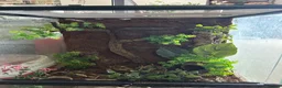 Gecko reptiles for sale: Crested gecko with setup - Advert 3