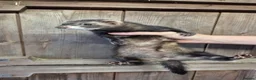 Ferret rodents for sale: Micro eu ferrets at 4 girls left 2 boys 15 weeks  - Advert 3