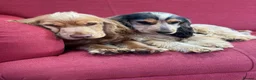 Cocker Spaniel dogs for sale: Show Type Cocker Spaniels in Sandy - Advert 18