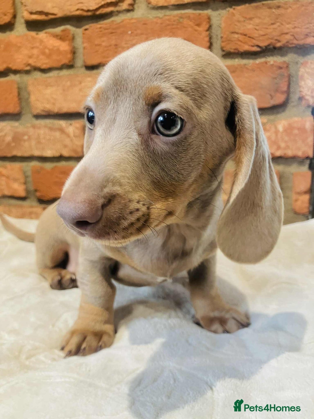Miniature Dachshund dogs for sale: FULLY VACCINATED ISABELLA MINIATURE DACHSHUND BOY - Advert 11