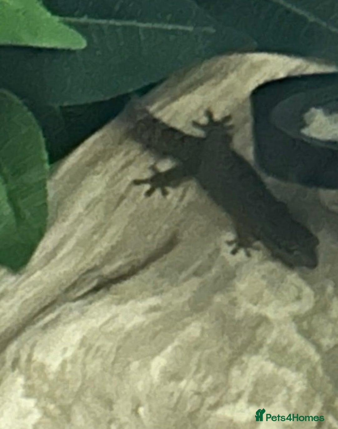 Gecko reptiles for sale: Mourning gecko pair.  - Image 1