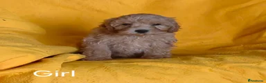 Cavapoo 2
