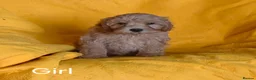 Cavapoo dogs for sale: Beautiful Cavapoo Puppies  - Advert 3