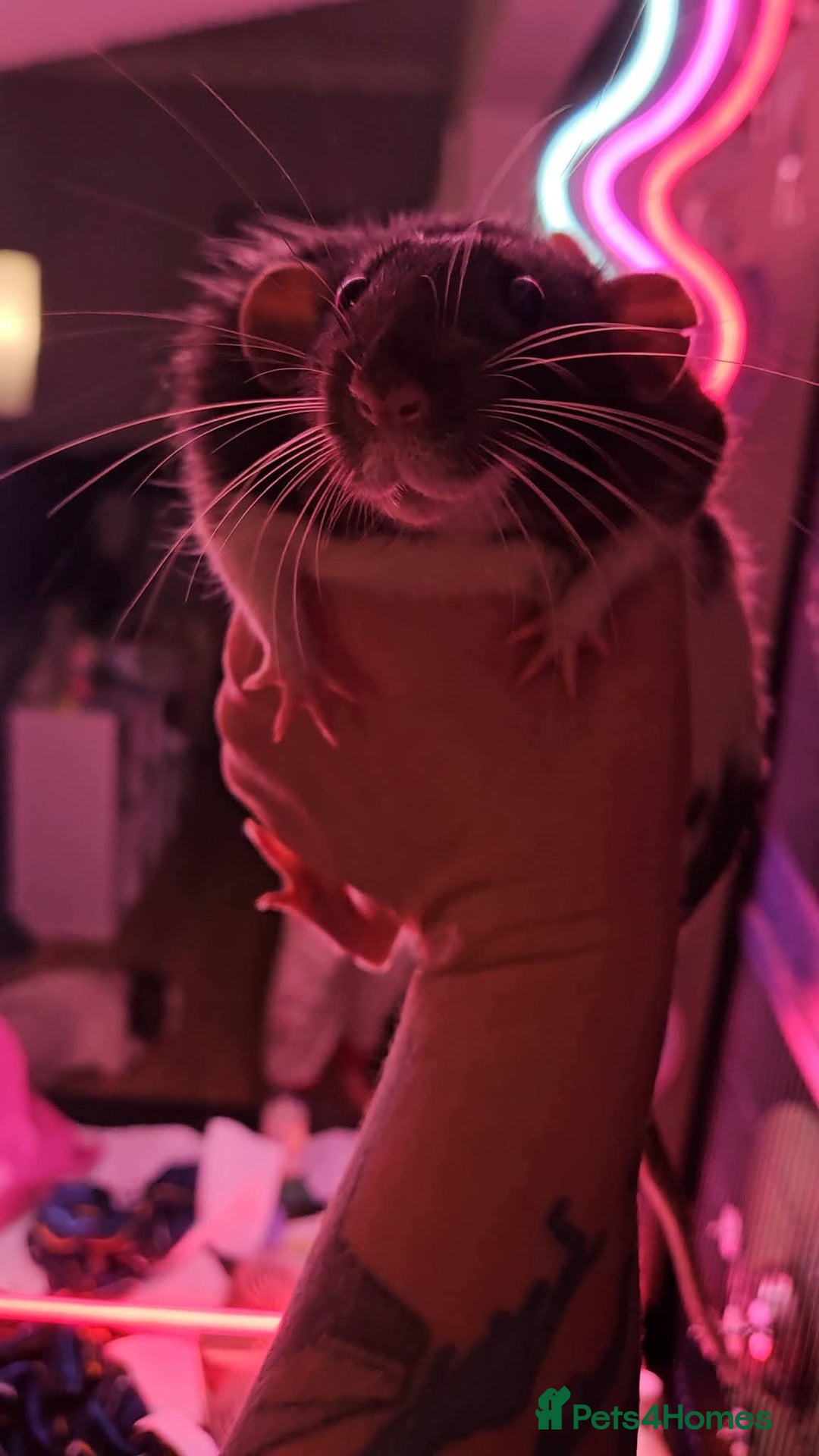 Rat rodents for sale: X3 Male Rats & Cage (cage can be sold seperately) - Advert 7