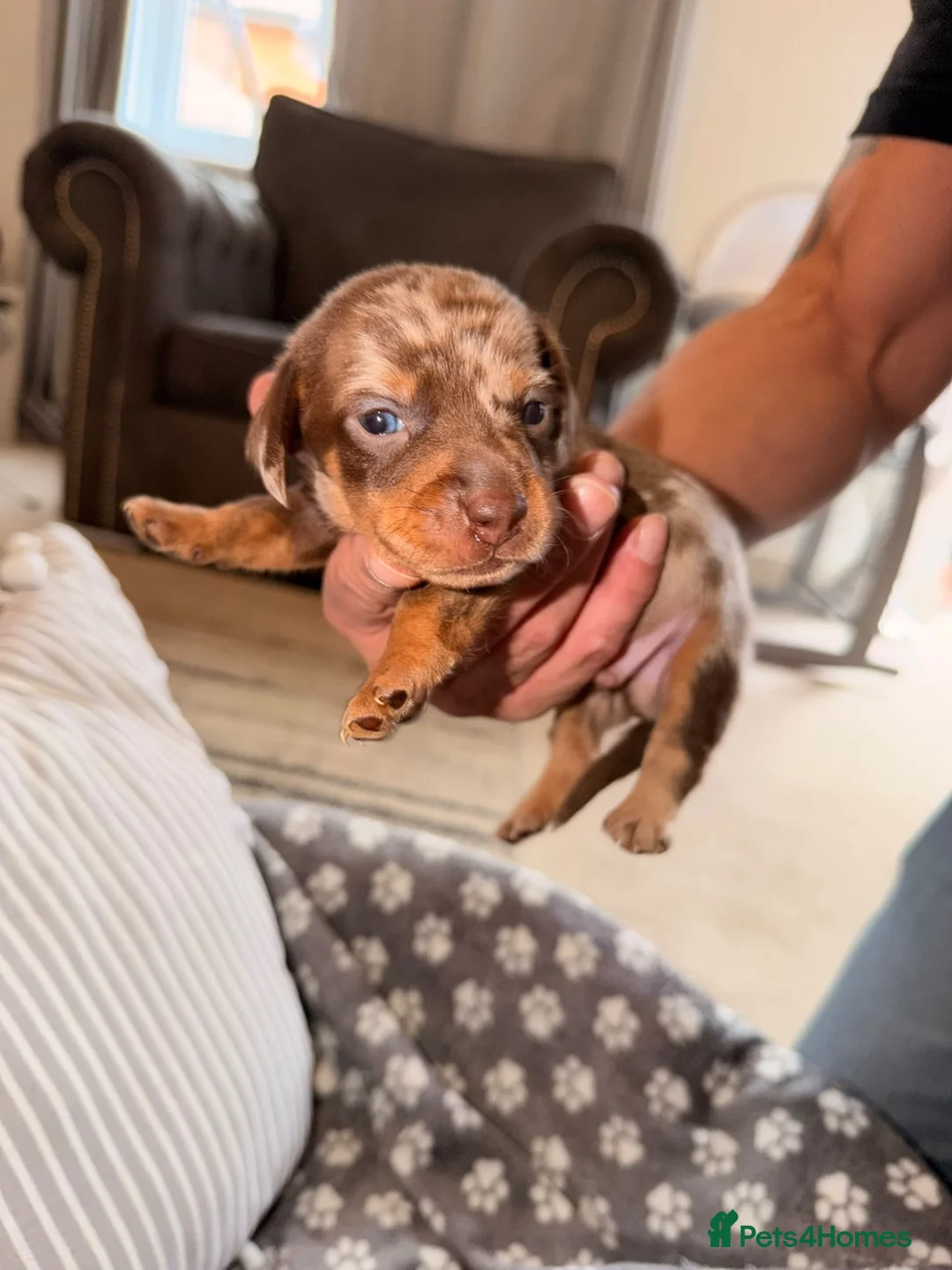 Dachshund dogs for sale: dachshund in Sheerness - Advert 10