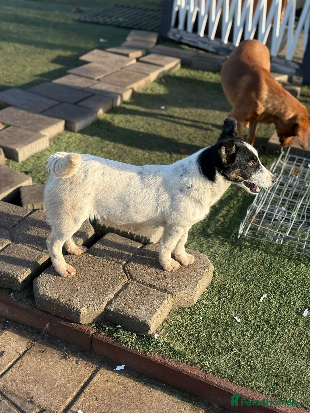 Mixed Breed dogs for adoption: Gorgeous little Andor looking for love - Advert 5