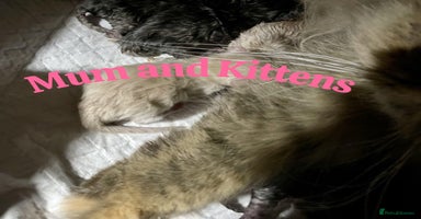 Persian cats - Advert 4