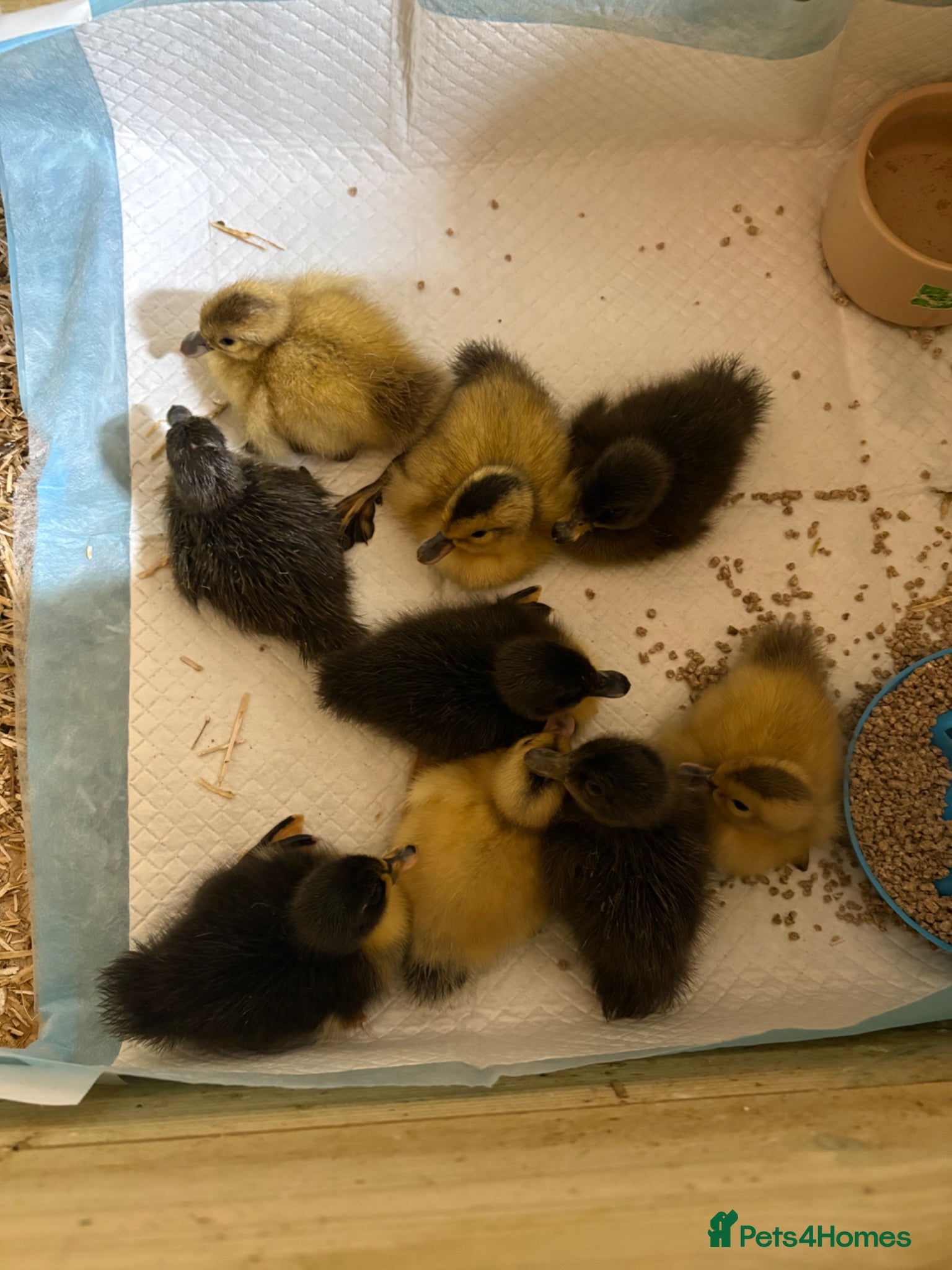 Chickens poultry Chicks and ducklings  - Advert 2