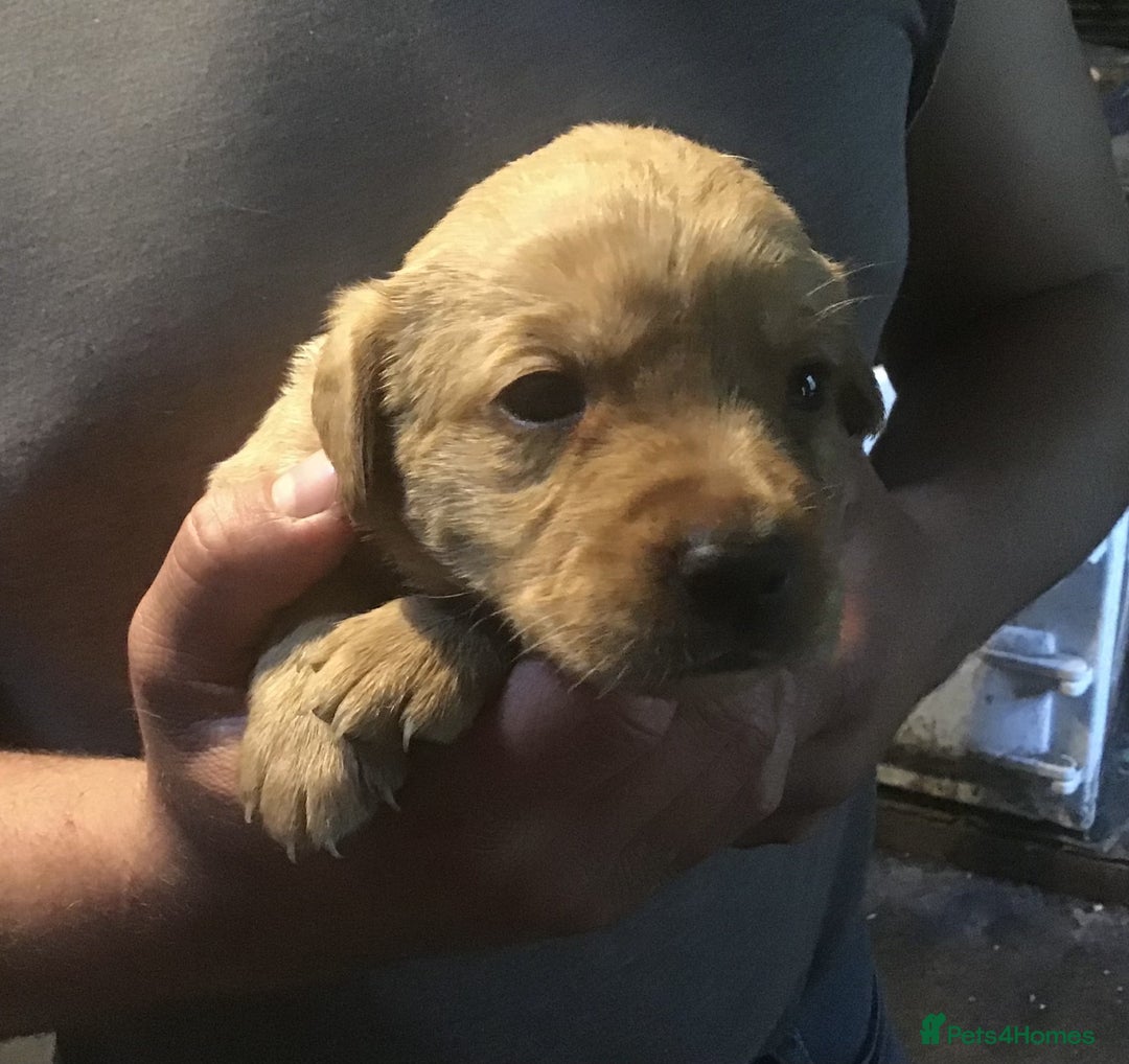 Labrador Retriever dogs for sale: Beautiful KC Reg Lab pups  - Image 17