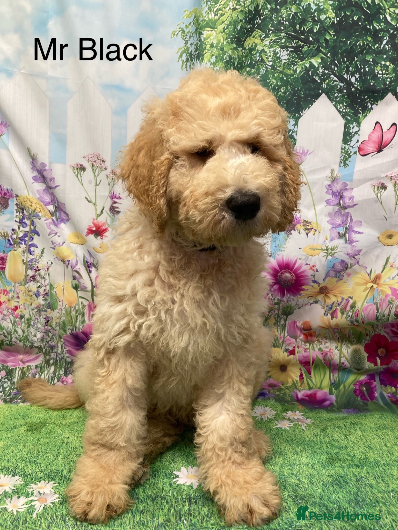 Labradoodle dogs  Standard Labradoodles multi generational  - Advert 1