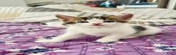 Mixed Breed cats for sale: 🐾 Beautiful Kittens for Sale 🐾 in Reading - Advert 6