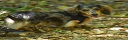 Miniature Dachshund dogs for stud: Miniature dachshund stud  - Advert 4