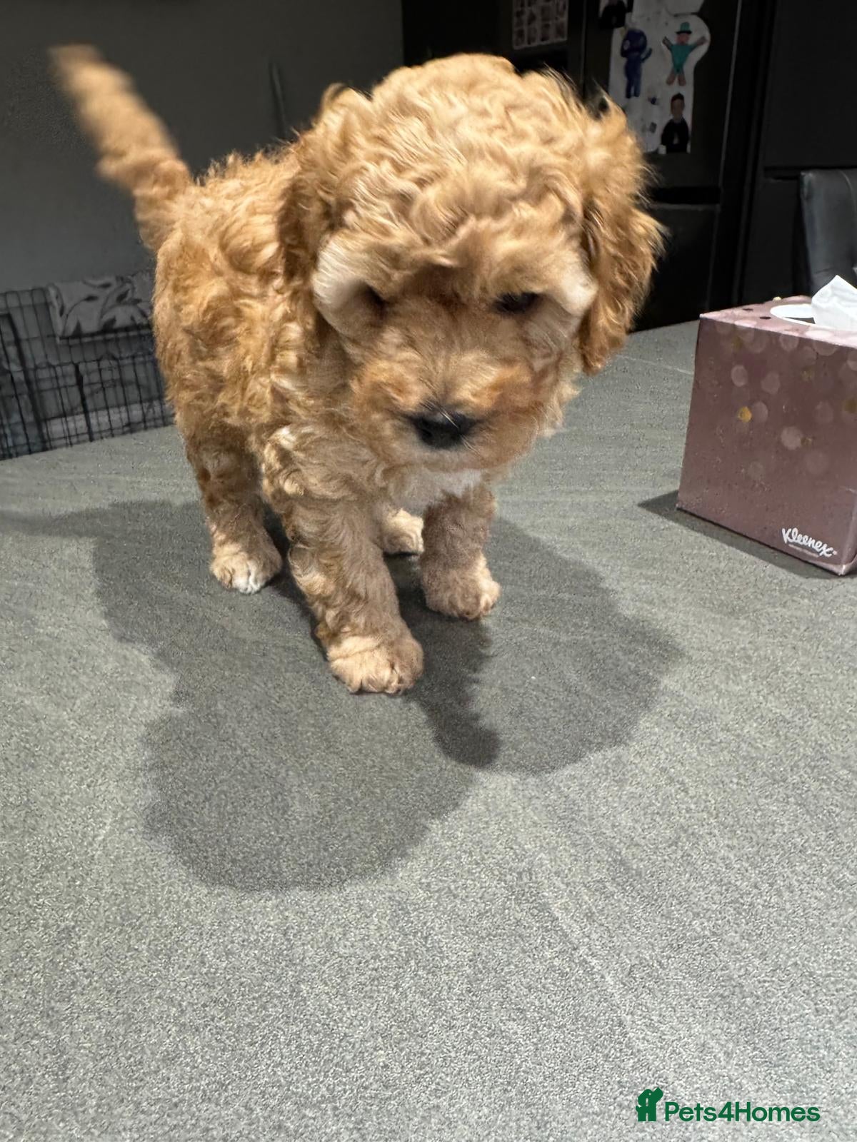 Cavapoo dogs Two Gorgeous Cavapoo Boys from a family home  - Advert 4