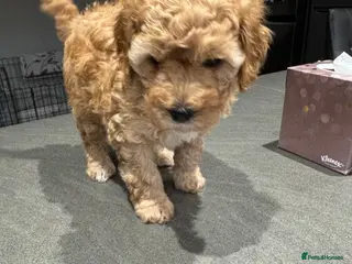 Cavapoo dogs Two Gorgeous Cavapoo Boys from a family home - Advert 4