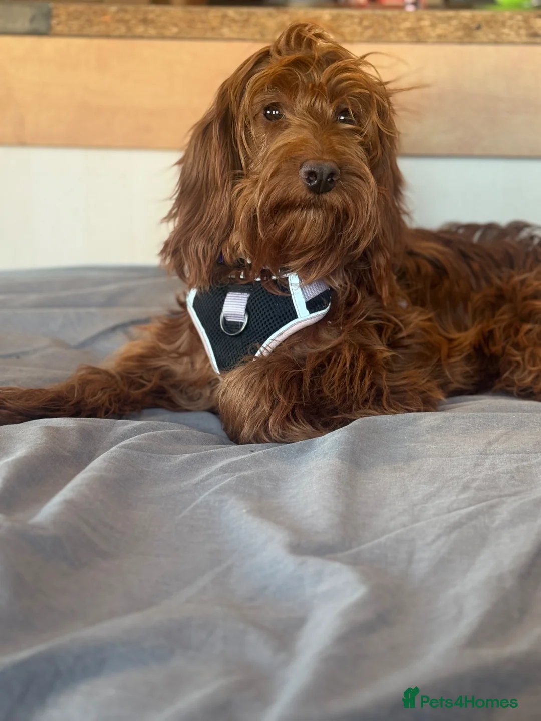 Cockapoo dogs for sale: Well Trained F1 Cockerpoo Puppy - Advert 12