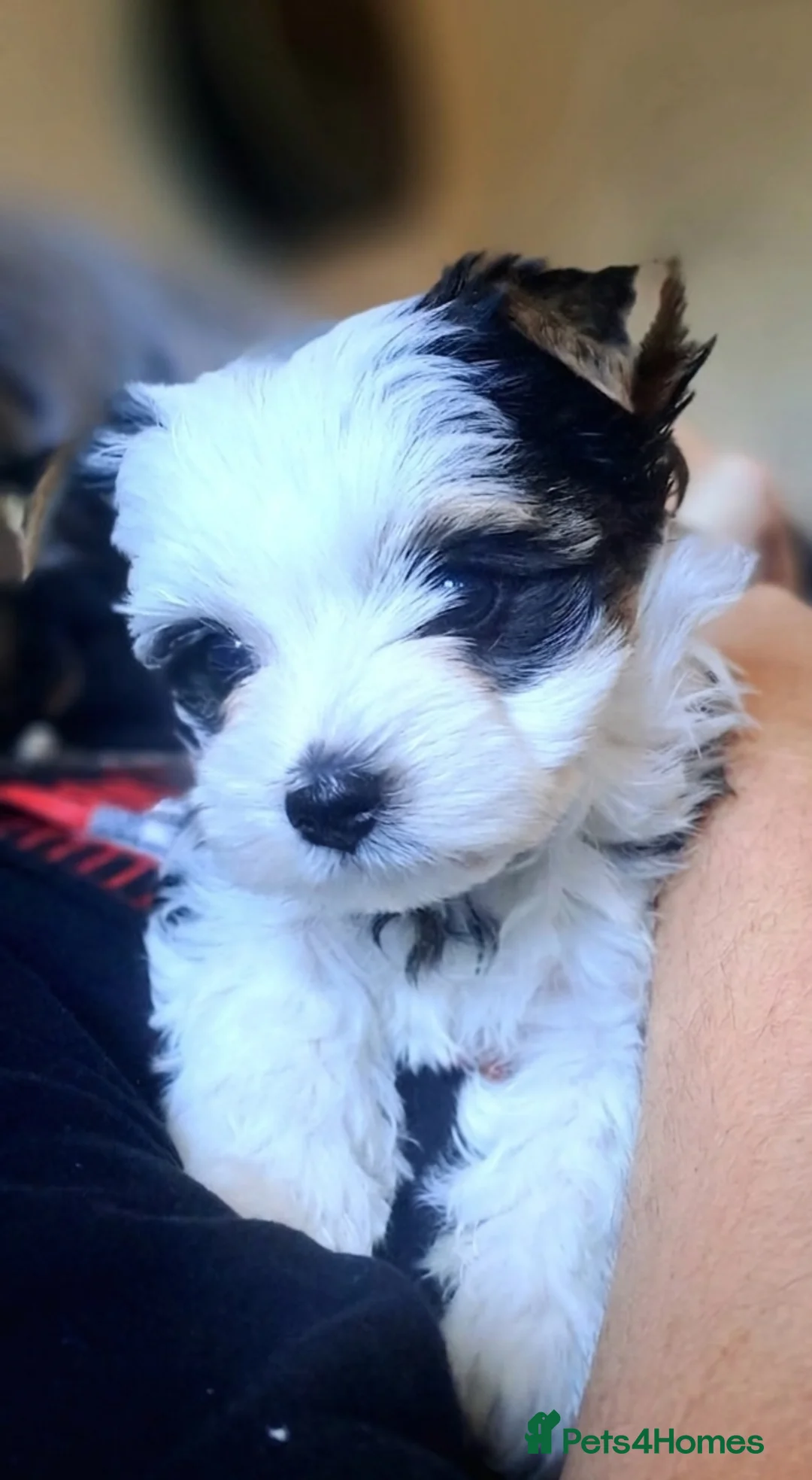 Biewer Terrier dogs for sale: Last Beautiful Biewer Boy left❤️ - Advert 2