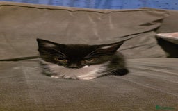 Mixed Breed cats for sale: Female kitten - Image 6