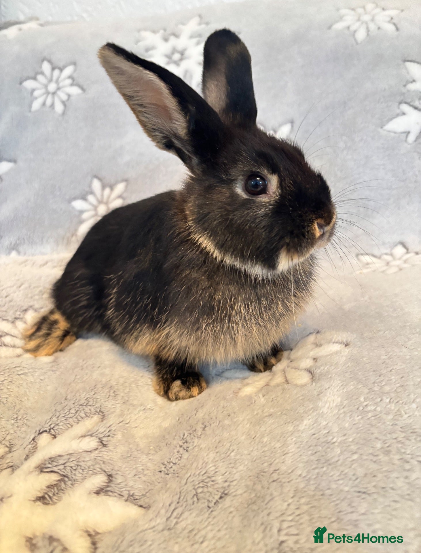 Mixed Breed rabbits 3 mini lop cross 2 female 1 male - Advert 2