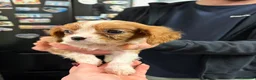 Cavalier King Charles Spaniel dogs for sale: Cavalier King Charles  - Advert 20