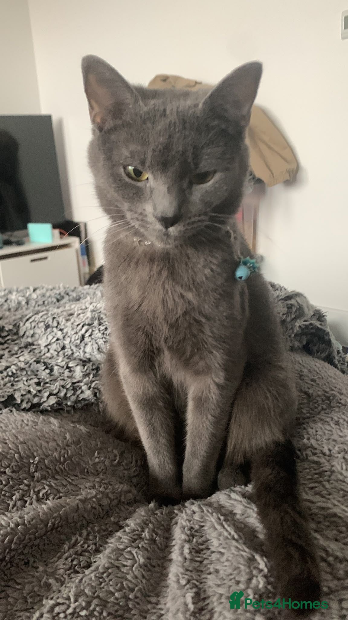 Mixed Breed cats main coon Bengal Russian blue mixed kittens  - Advert 15
