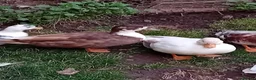 Ducks poultry for sale: 2x Beautiful Bonded Female Call Ducks  - Advert 8
