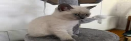 British Shorthair cats for sale: Stunning Pedigree Kittens | DNA Clear in Glasgow - Advert 31
