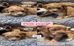 Cockapoo dogs for sale: Cockapoo’s 6 boys 2 girls  - Image 3