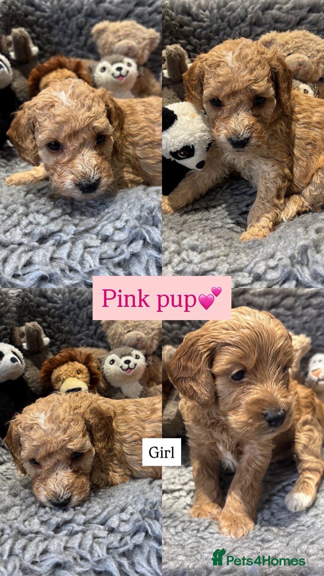 Cockapoo dogs for sale: Cockapoo’s 6 boys 2 girls  - Image 3