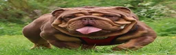 English Bulldog dogs for sale: 2 Handsome boys 💙 in Swindon - Advert 9