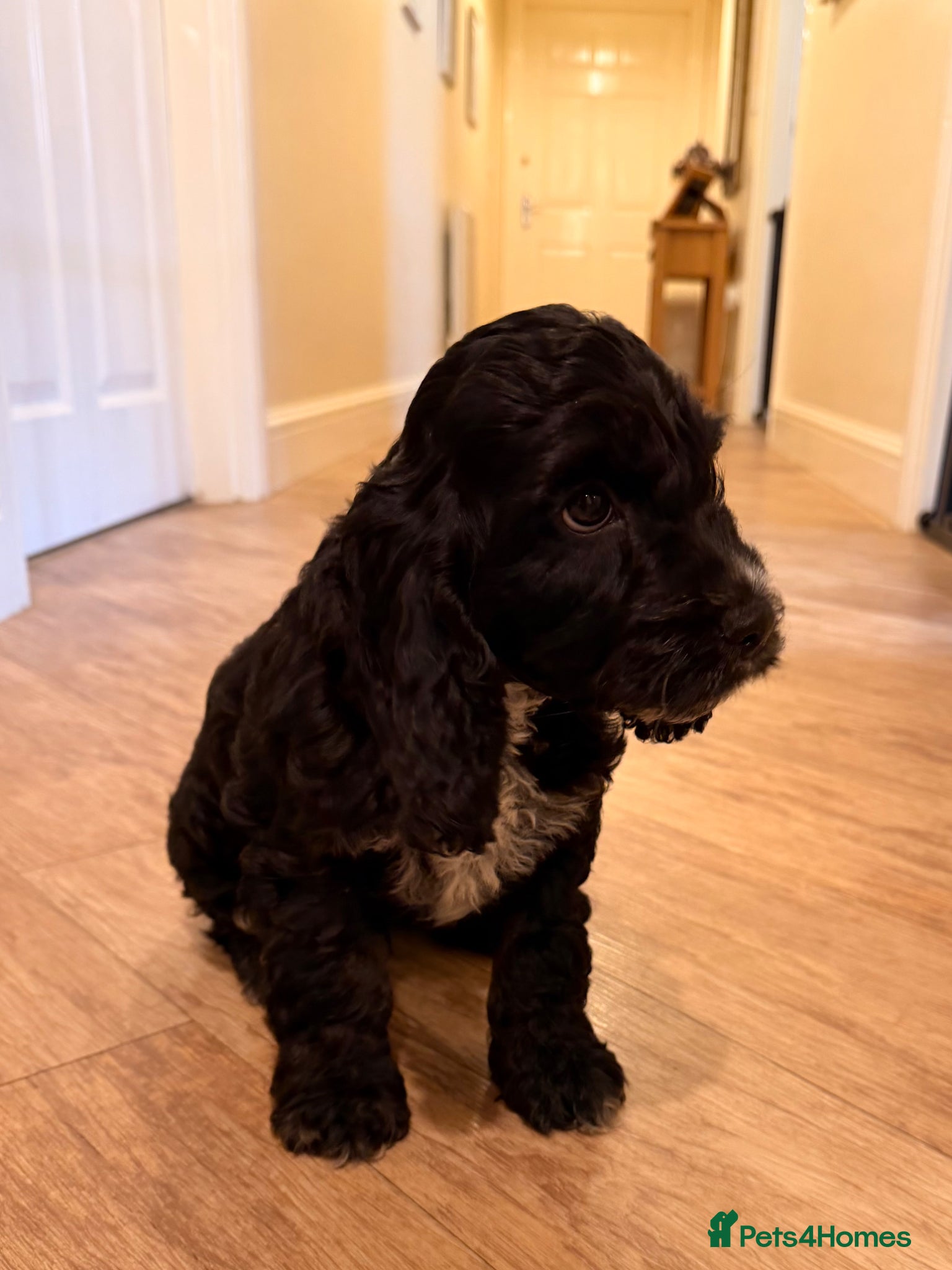 Cockapoo dogs F1 Cockapoo Puppies - Advert 5