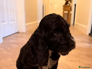 Cockapoo dogs F1 Cockapoo Puppies - Advert 5