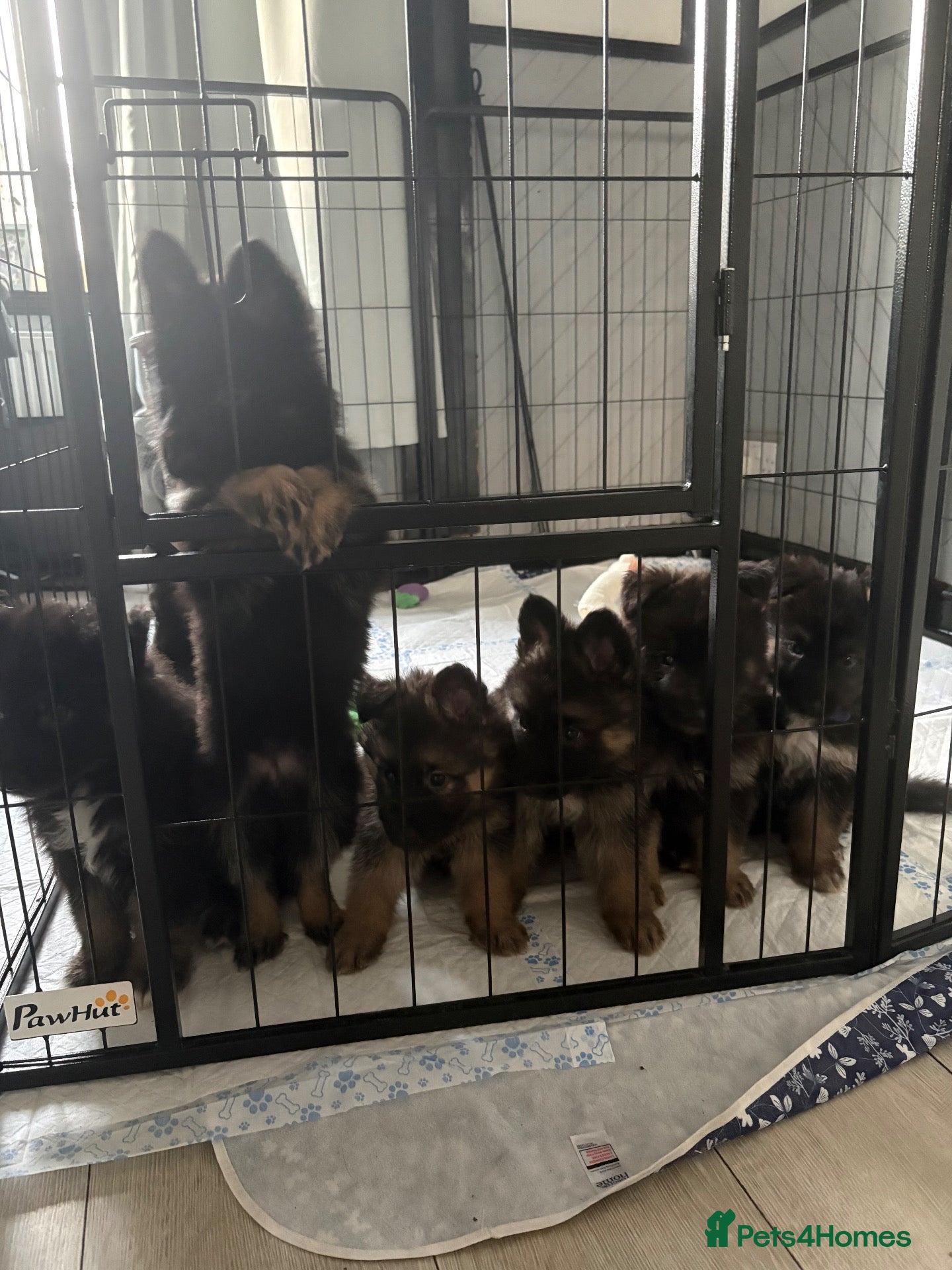 German Shepherd dogs German Shepard 2 girls left  - Advert 1