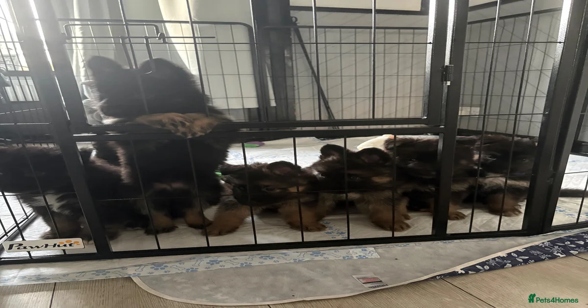 German Shepherd Puppies for sale in Pudsey, West Yorkshire | Pets4Homes