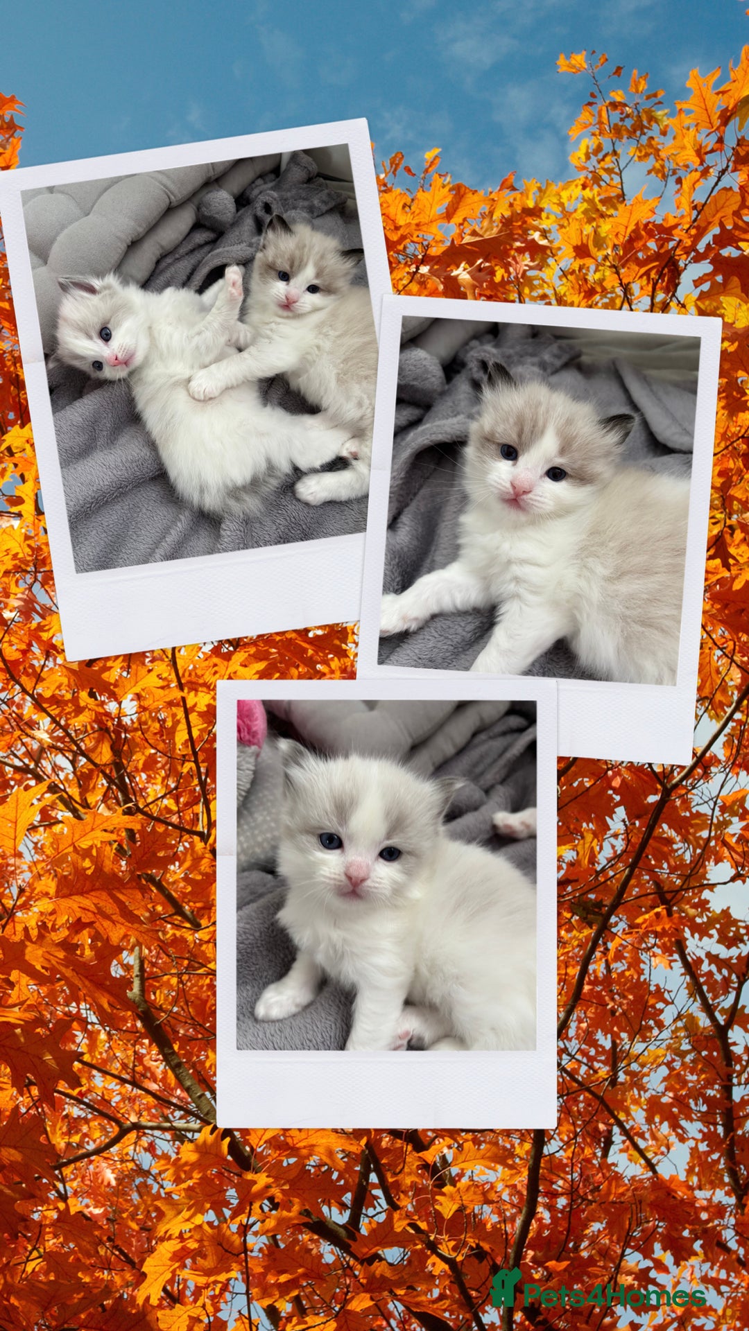 Ragdoll cats for sale: Beautiful two GCCF kittens. Blue Bicolour Ragdolls - Advert 22