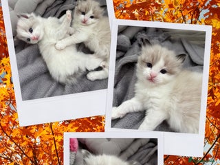 Ragdoll cats - Advert 4