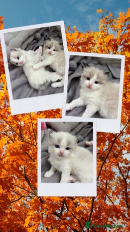 Ragdoll cats - Advert 13