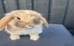 Mini Lop rabbits for sale: Mini lop Bunnies’s  - Image 1