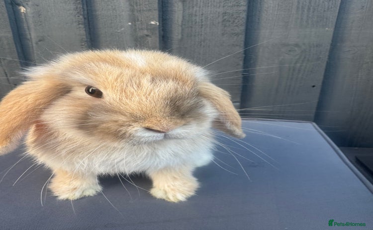 Mini Lop rabbits - Advert 1