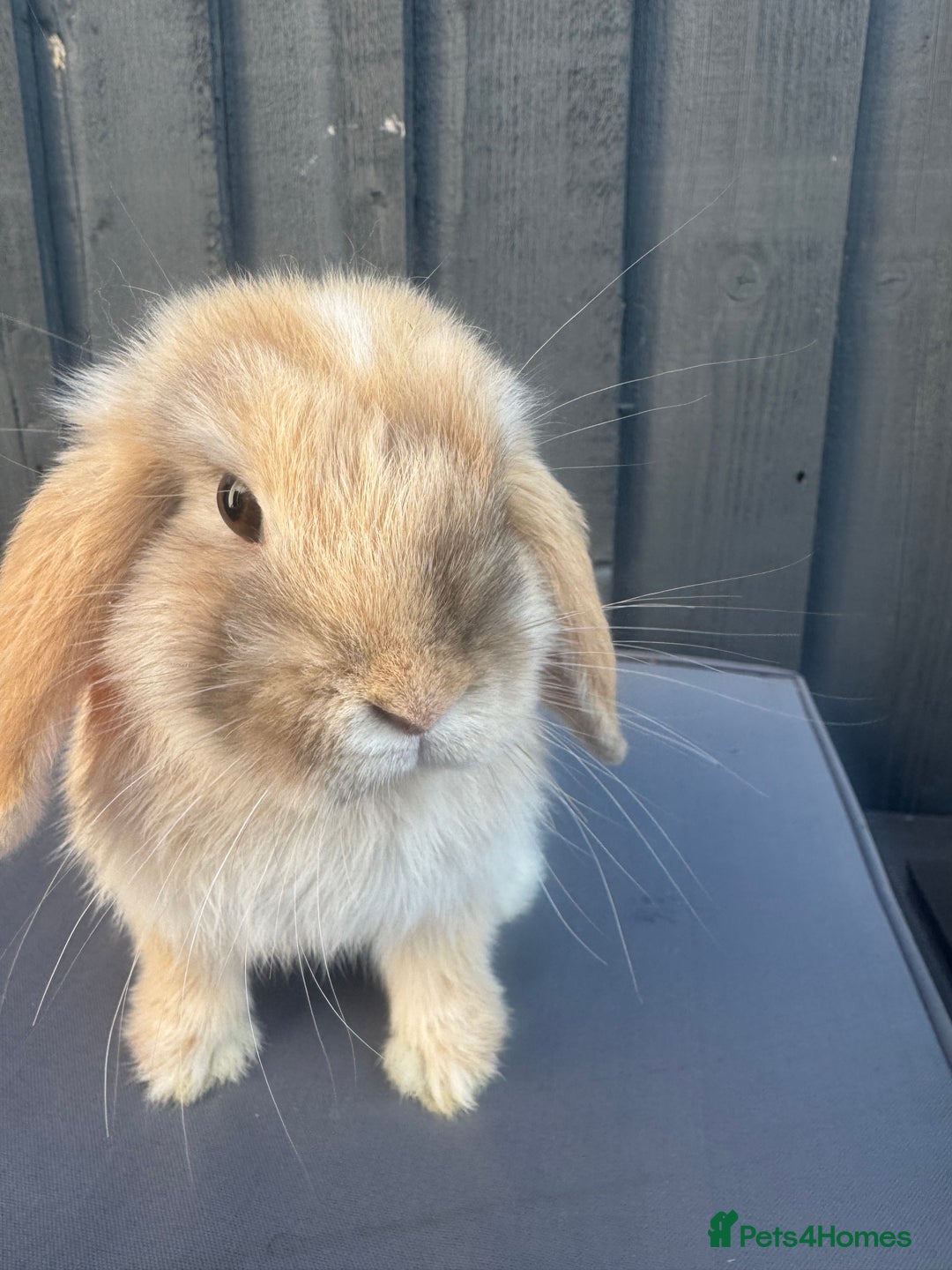 Mini Lop rabbits for sale: Mini lop Bunnies’s  - Image 1